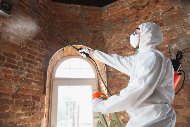 Best Black Mold Removal in Powell, AL